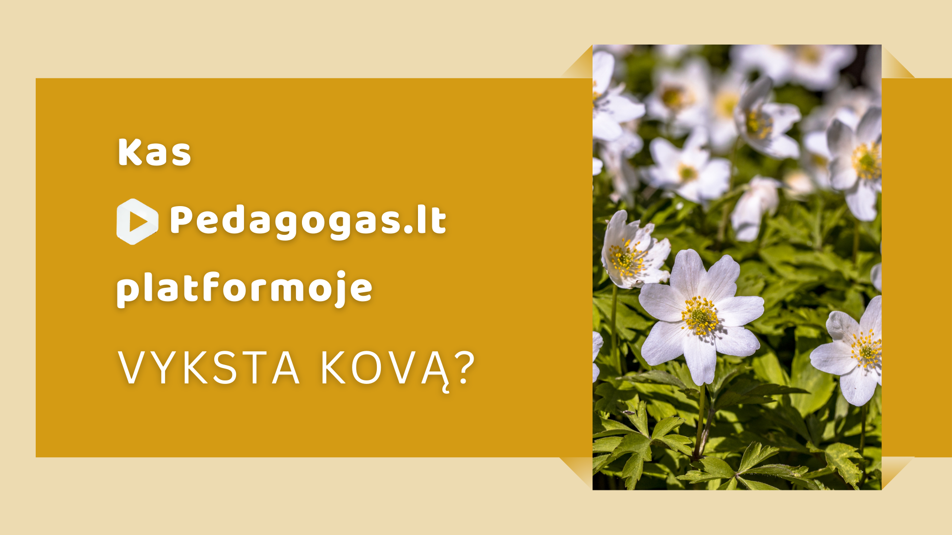 Kas Pedagogas.lt platformoje vyksta kovą?