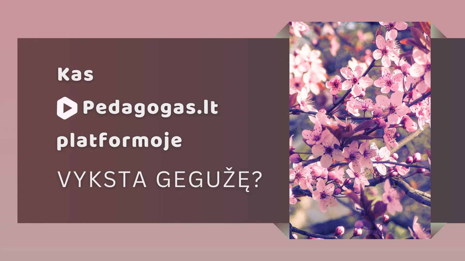 Kas Pedagogas.lt platformoje vyksta gegužę? 