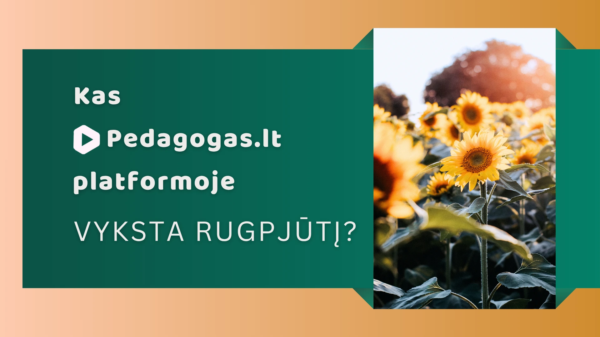 Kas Pedagogas.lt platformoje vyksta rugpjūtį?